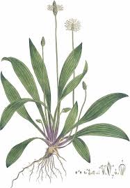 Attēlu rezultāti vaicājumam “Plantago lanceolata”