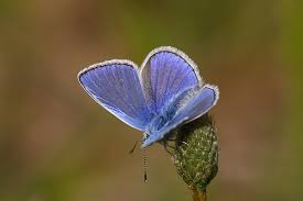 Attēlu rezultāti vaicājumam “Polyommatus icarus”