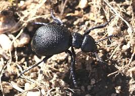 Attēlu rezultāti vaicājumam “Meloe sp. imago”