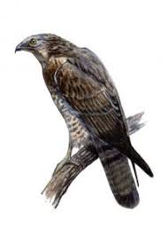 Attēlu rezultāti vaicājumam “Pernis apivorus”