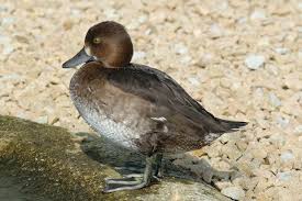 Image result for Aythya fuligula