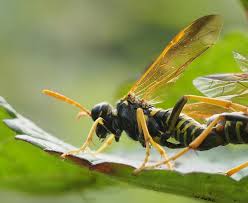 Attēlu rezultāti vaicājumam “Tenthredo scrophulariae”