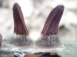 Attēlu rezultāti vaicājumam “Stemonitis foliicola”