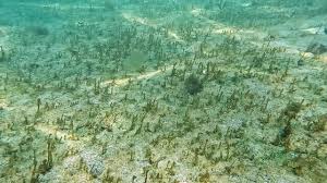 Attēlu rezultāti vaicājumam “Cyanophyta”