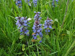 Attēlu rezultāti vaicājumam “Ajuga genevensis flower”