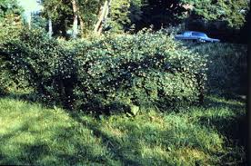 Attēlu rezultāti vaicājumam “Symphoricarpos albus”