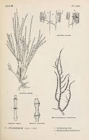 Attēlu rezultāti vaicājumam “Lemanea fluviatilis”