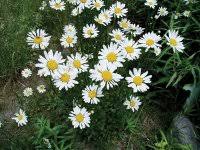 Attēlu rezultāti vaicājumam “Leucanthemum vulgare”