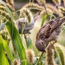 Attēlu rezultāti vaicājumam “Carex acutiformis fruit”