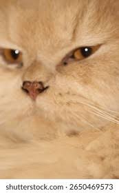 Attēlu rezultāti vaicājumam “Felis silvestris catus juvenile”