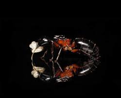 Attēlu rezultāti vaicājumam “Camponotus herculeanus”