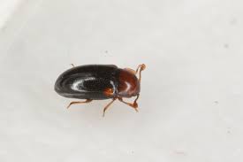 Attēlu rezultāti vaicājumam “Dacne bipustulata”