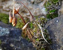 Attēlu rezultāti vaicājumam “Bryum amblyodon”