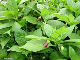 Attēlu rezultāti vaicājumam “Scopolia carniolica flower”