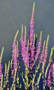Image result for Lythrum salicaria