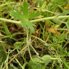 Attēlu rezultāti vaicājumam “Geranium molle leaf”
