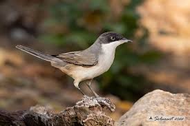 Image result for Sylvia hortensis