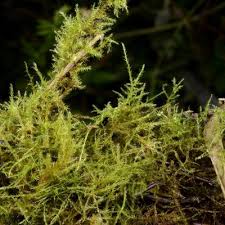 Attēlu rezultāti vaicājumam “Campyliadelphus elodes”