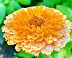 Attēlu rezultāti vaicājumam “Calendula officinalis flower”