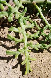Attēlu rezultāti vaicājumam “Cakile maritima subsp. baltica leaf”