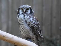 Image result for Surnia ulula