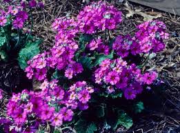 Image result for Primula malacoides