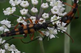 Attēlu rezultāti vaicājumam “Strangalia attenuata”