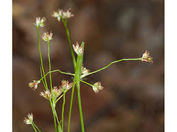Attēlu rezultāti vaicājumam “Luzula multiflora fruit”