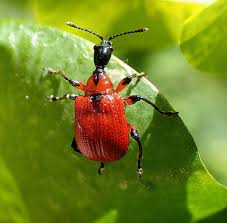 Attēlu rezultāti vaicājumam “Apoderus coryli”