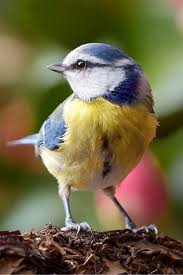 Attēlu rezultāti vaicājumam “Cyanistes caeruleus adult”