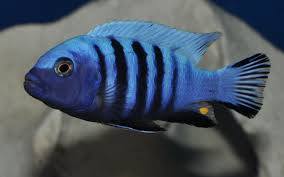 Risultati immagini per cynotilapia pulpican