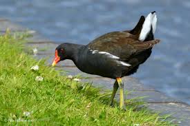 Attēlu rezultāti vaicājumam “Gallinula chloropus adult”
