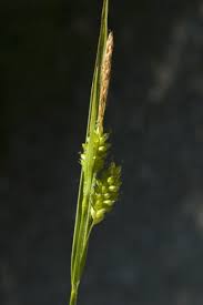 Attēlu rezultāti vaicājumam “Carex pallescens”