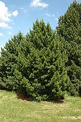 Attēlu rezultāti vaicājumam “Pinus sibirica”