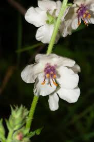 Image result for Verbascum blattaria