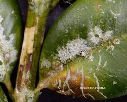 Attēlu rezultāti vaicājumam “Fellhanera subtilis”