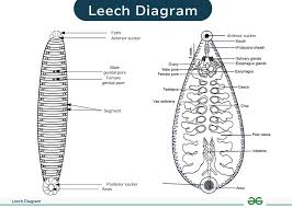 Attēlu rezultāti vaicājumam “Hirudinea”