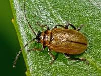 Attēlu rezultāti vaicājumam “Lochmaea caprea”