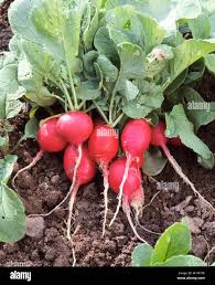 Attēlu rezultāti vaicājumam “Raphanus sativus”