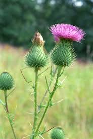 Attēlu rezultāti vaicājumam “Cirsium x rigens flower”