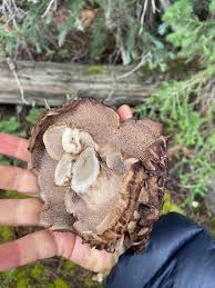 Attēlu rezultāti vaicājumam “Sarcodon imbricatum”