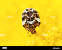 Attēlu rezultāti vaicājumam “Anthrenus sp. imago”