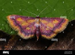 Attēlu rezultāti vaicājumam “Idaea muricata”