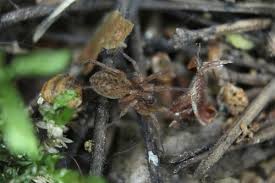 Attēlu rezultāti vaicājumam “Agroeca brunnea”