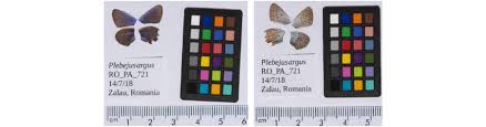 Attēlu rezultāti vaicājumam “Plebejus argus male”