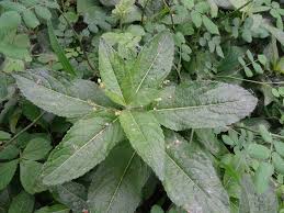 Attēlu rezultāti vaicājumam “Mercurialis perennis leaf”