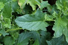 Attēlu rezultāti vaicājumam “Chenopodium bonus-henricus leaf”