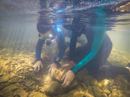 Image result for Wyndley NSC Snorkelling Club
