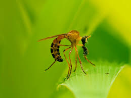 Attēlu rezultāti vaicājumam “Lycogala cf. fossiculatum macro”