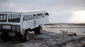 Image result for tundra buggy